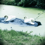 Synchronized Swan Ballet