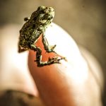 frog_06_jul_2009-8